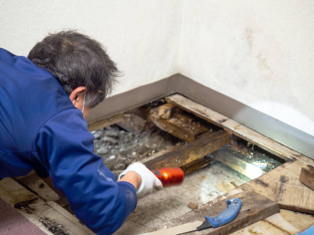Professional Mold Removal in Spirit Lake, ID