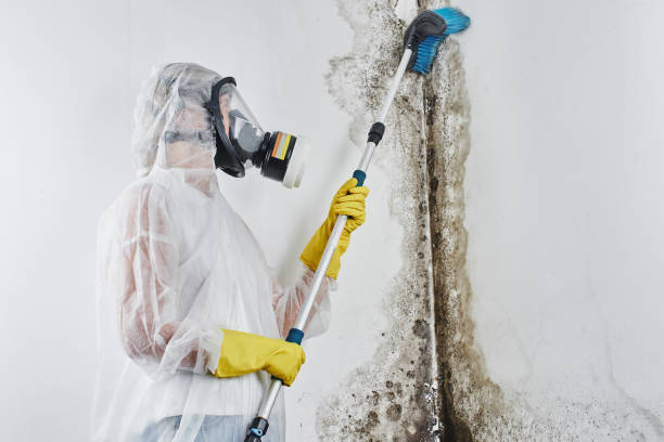 Best Crawl Space Mold Removal  in Spirit Lake, ID