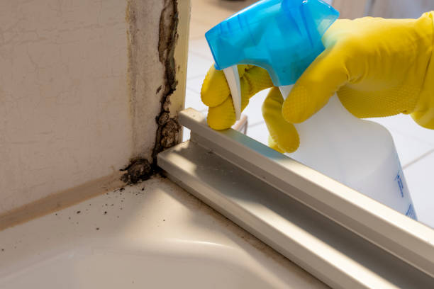 Best Best Mold Removal Companies  in Spirit Lake, ID
