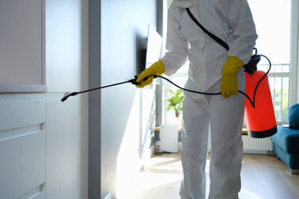 Best Black Mold Removal  in Spirit Lake, ID