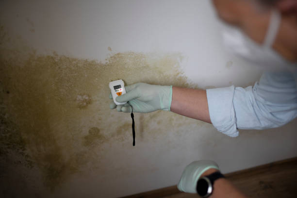 Best Professional Mold Removal  in Spirit Lake, ID