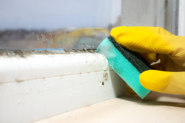 Best Professional Mold Removal  in Spirit Lake, ID