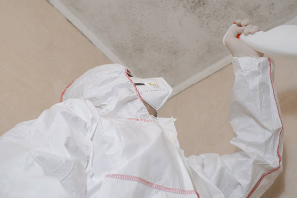 Best Commercial Mold Removal  in Spirit Lake, ID