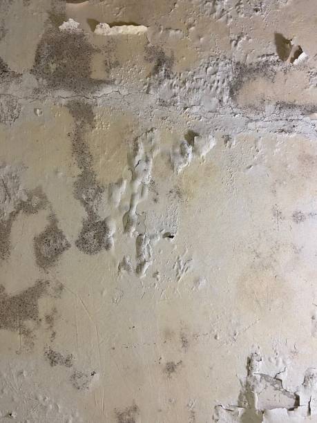 Best Mold Removal Near Me  in Spirit Lake, ID