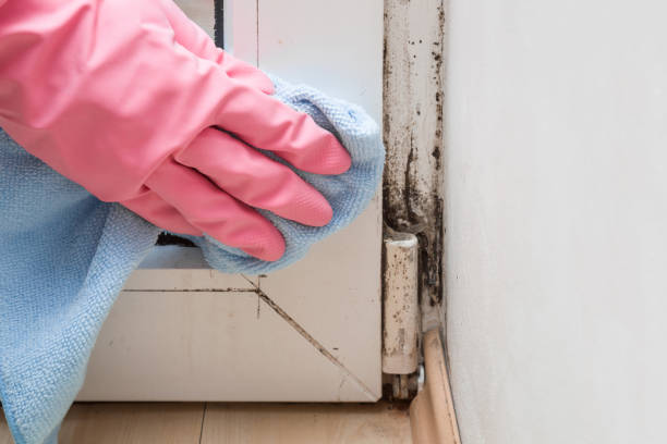 Best Affordable Mold Removal  in Spirit Lake, ID