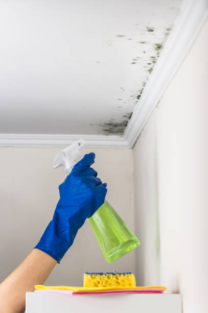 Best Certified Mold Removal  in Spirit Lake, ID
